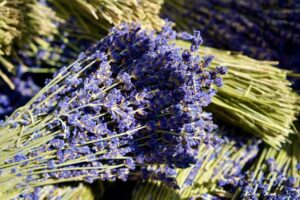 Close-up of vibrant lavender bundles showcasing vivid purple hues under sunlight.